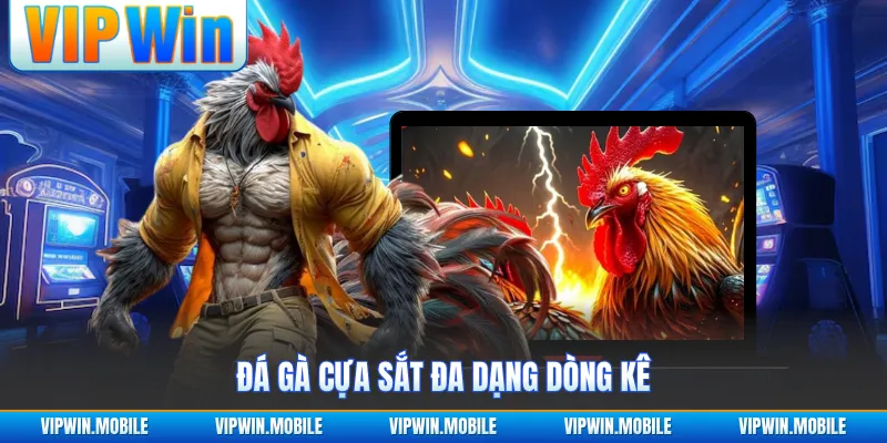 Đá gà cựa sắt đa dạng dòng kê