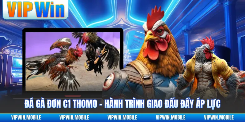 Đá Gà Đơn C1 Thomo - Hành Trình Giao Đấu Đầy Áp Lực