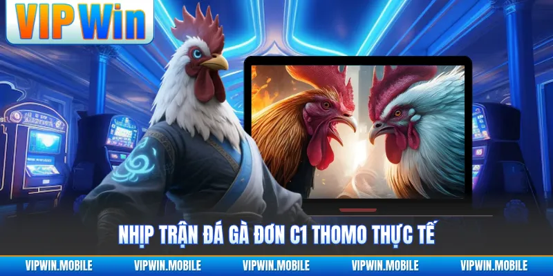 Nhịp trận đá gà đơn C1 Thomo thực tế