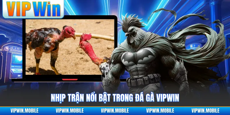 Nhịp trận nổi bật trong đá gà VIPWIN